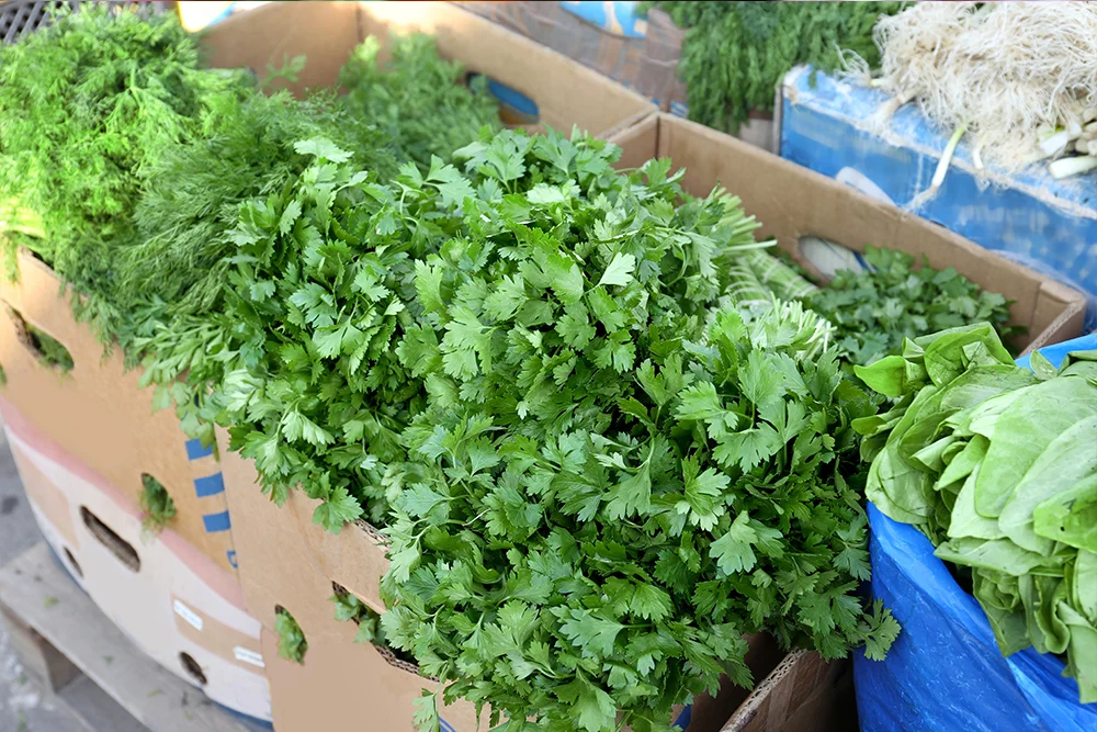 Coriander Leaves