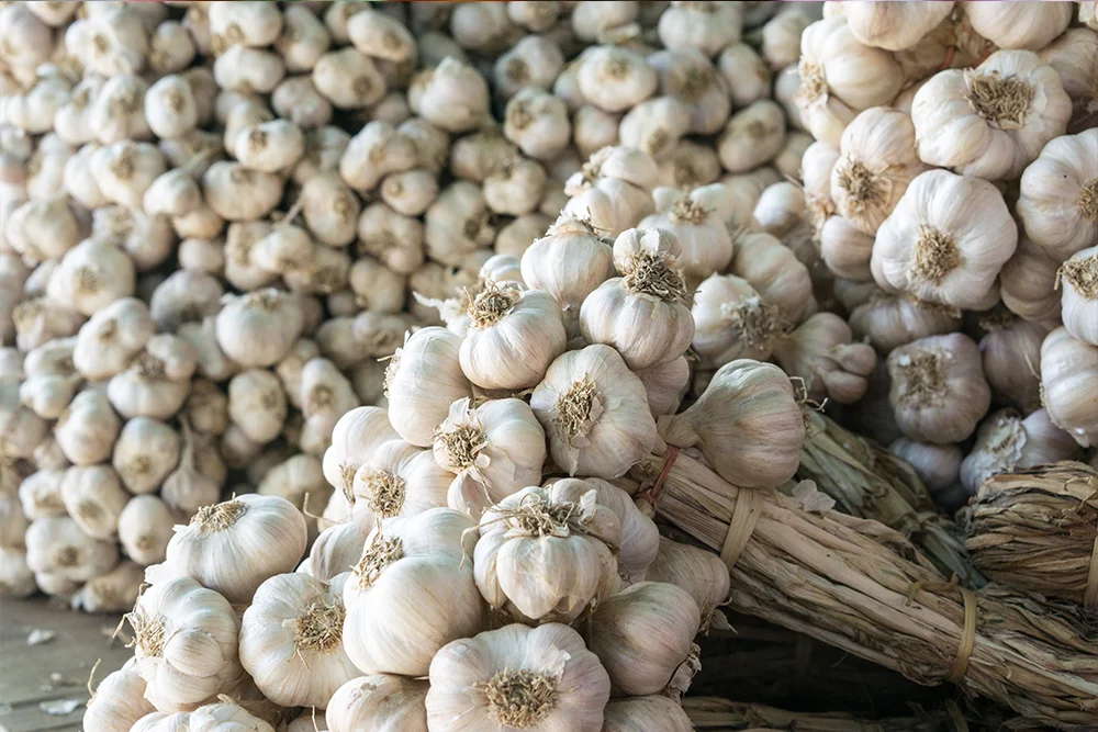 Fresh Garlic